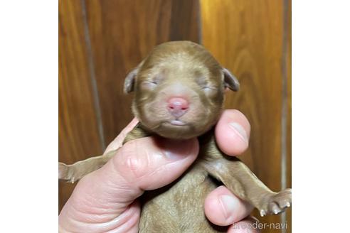 成約済の福岡県のトイプードル-171617の10枚目