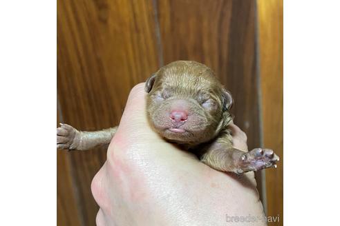 成約済の福岡県のトイプードル-171618の10枚目