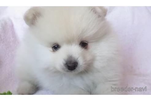 成約済の茨城県のポメラニアン-171629の1枚目