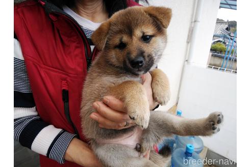 成約済の岡山県の柴犬-167619の1枚目