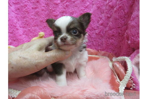 成約済の京都府のチワワ(ロングコート)-171679