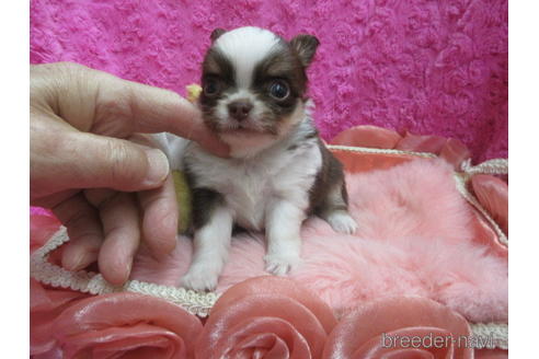 成約済の京都府のチワワ(ロングコート)-171679の3枚目