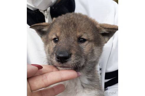 成約済の富山県の四国犬-171678の3枚目