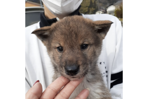 成約済の富山県の四国犬-171678の4枚目