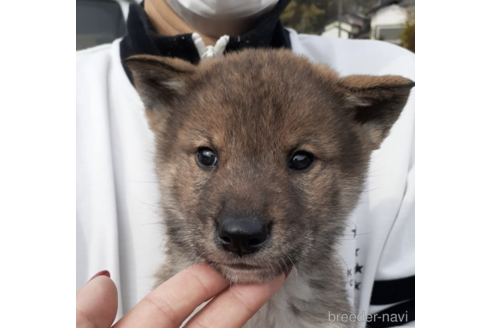 富山県の四国犬 女の子 22 01 21生まれ 胡麻毛 子犬id ブリーダーナビ