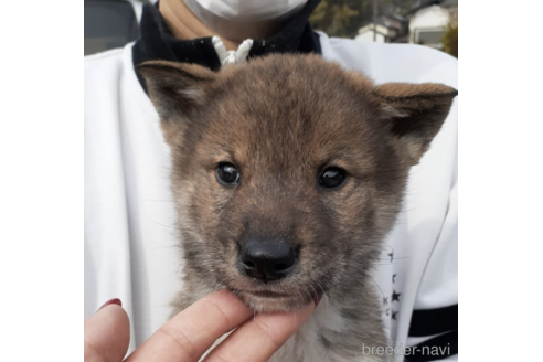 成約済の富山県の四国犬-171678の2枚目