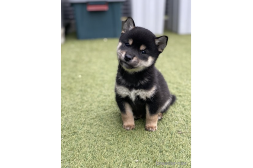 成約済の愛知県の柴犬-171719の1枚目