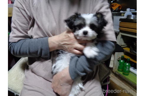 成約済の栃木県のミックス犬-167146の5枚目