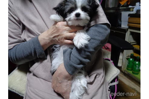 成約済の栃木県のミックス犬-167146の4枚目