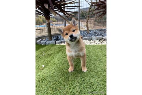 成約済の愛知県の柴犬-171738