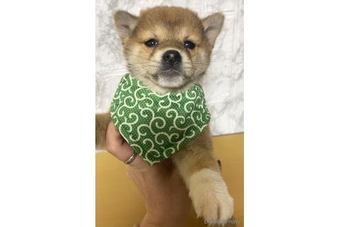 成約済の茨城県の豆柴-171653の1枚目