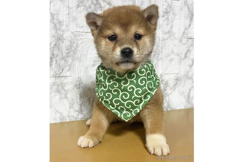 成約済の茨城県の豆柴-171653の4枚目