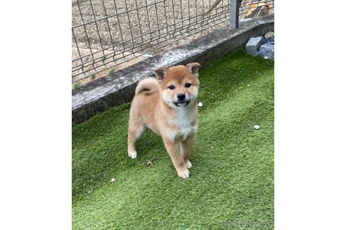 成約済の愛知県の柴犬-171739