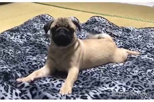 成約済の青森県のパグ-171759の1枚目