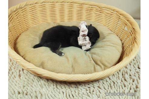 成約済の埼玉県のチワワ(ロングコート)-171768の2枚目