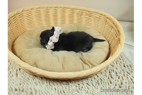 成約済の埼玉県のチワワ(ロングコート)-171768の3枚目