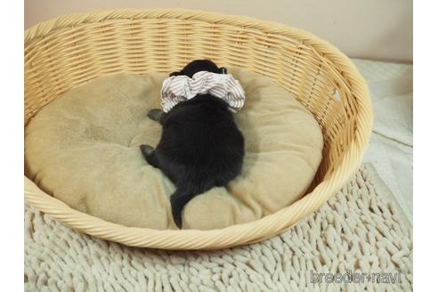 成約済の埼玉県のチワワ(ロングコート)-171768の5枚目