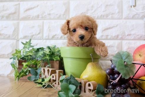 成約済の滋賀県のトイプードル-169972の1枚目