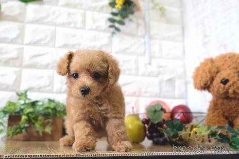 成約済の滋賀県のトイプードル-169972の6枚目