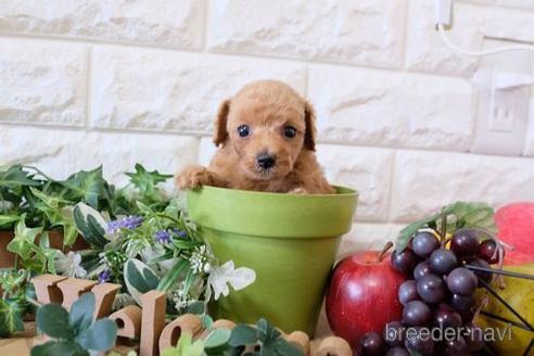 成約済の滋賀県のトイプードル-169972の3枚目