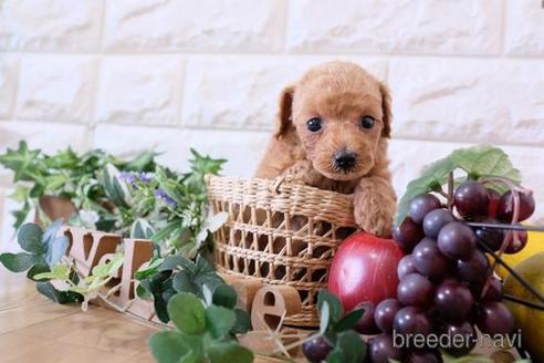 成約済の滋賀県のトイプードル-169972の2枚目