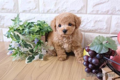 成約済の滋賀県のトイプードル-169975の1枚目