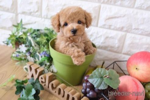 成約済の滋賀県のトイプードル-169975の7枚目