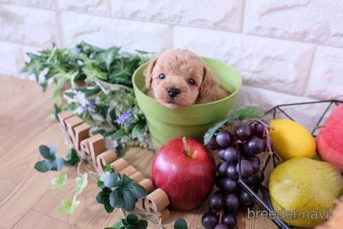 成約済の滋賀県のトイプードル-169975の3枚目