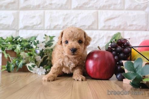 成約済の滋賀県のトイプードル-169975の2枚目
