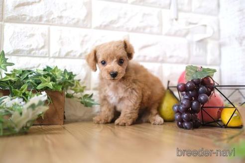 成約済の滋賀県のトイプードル-169976の1枚目