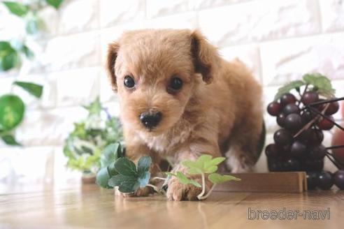 成約済の滋賀県のトイプードル-169976の7枚目