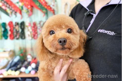 成約済の滋賀県のトイプードル-169976の5枚目