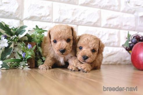 成約済の滋賀県のトイプードル-169976の4枚目