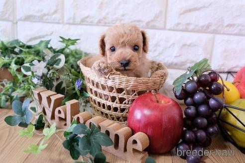 成約済の滋賀県のトイプードル-169976の3枚目