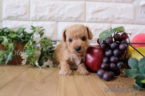 成約済の滋賀県のトイプードル-169976の2枚目