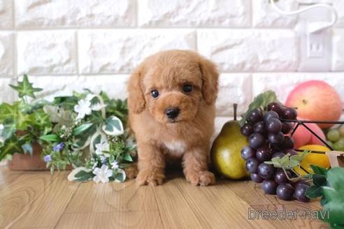 成約済の滋賀県のトイプードル-169981