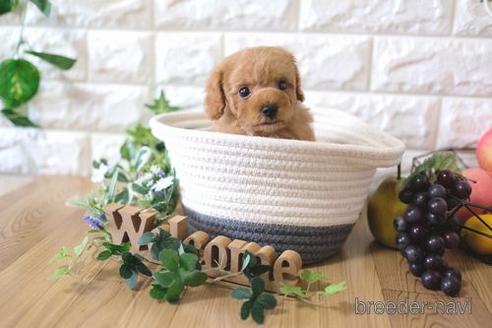 成約済の滋賀県のトイプードル-169981の7枚目