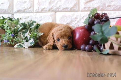 成約済の滋賀県のトイプードル-169981の3枚目