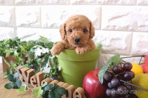 成約済の滋賀県のトイプードル-169981の2枚目