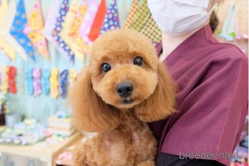 成約済の滋賀県のトイプードル-169982の5枚目