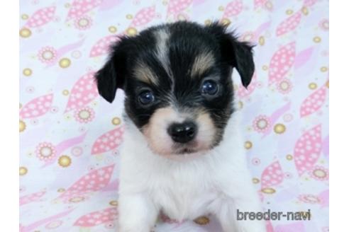 成約済の千葉県のミックス犬-171815の5枚目