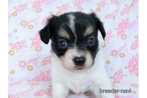 成約済の千葉県のミックス犬-171815の6枚目