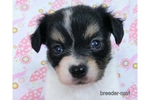 成約済の千葉県のミックス犬-171815の7枚目