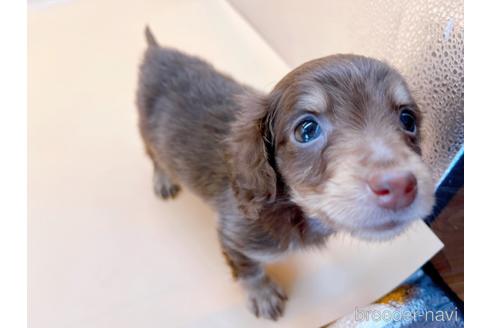 成約済の東京都のミニチュアダックスフンド(ロングヘアード)-171989の6枚目