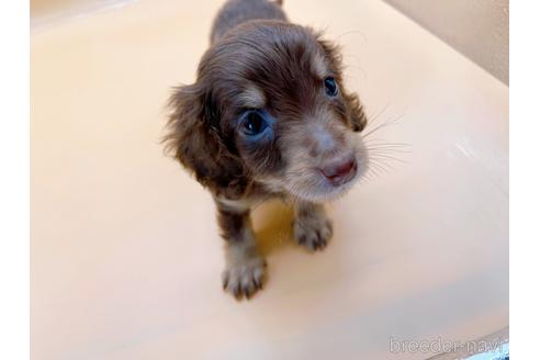 成約済の東京都のミニチュアダックスフンド(ロングヘアード)-171989の7枚目