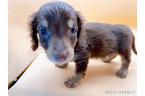 成約済の東京都のミニチュアダックスフンド(ロングヘアード)-171989の8枚目