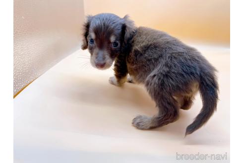 成約済の東京都のミニチュアダックスフンド(ロングヘアード)-171989の9枚目