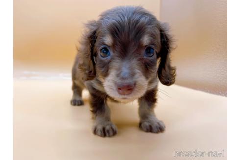 成約済の東京都のミニチュアダックスフンド(ロングヘアード)-171989の2枚目