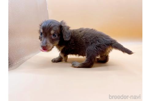 成約済の東京都のミニチュアダックスフンド(ロングヘアード)-171989の3枚目