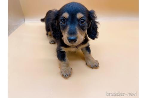 成約済の東京都のミニチュアダックスフンド(ロングヘアード)-171988